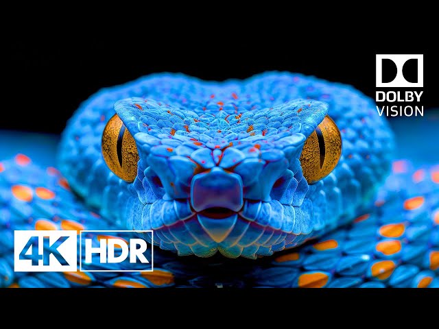 OUTSTANDING Dolby Vision™ 4K HDR 60fps | 4K Video Ultra HD