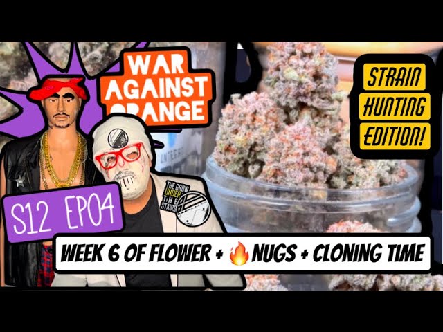 S12 E04:  WAR!  We Took Down All the Brands… Here’s Why! (Strain Hunting) Week 6 of flower