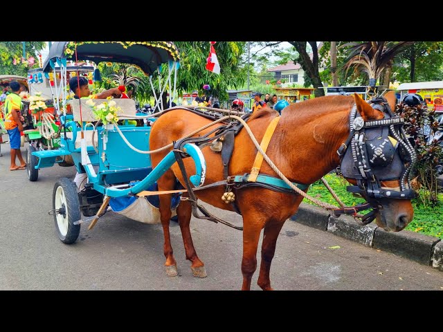 NAIK KUDA - KUDA DELMAN - NAIK DELMAN ISTIMEWA - WHEELS ON THE BUS COCOMELON SONG - OLD MACDONALD