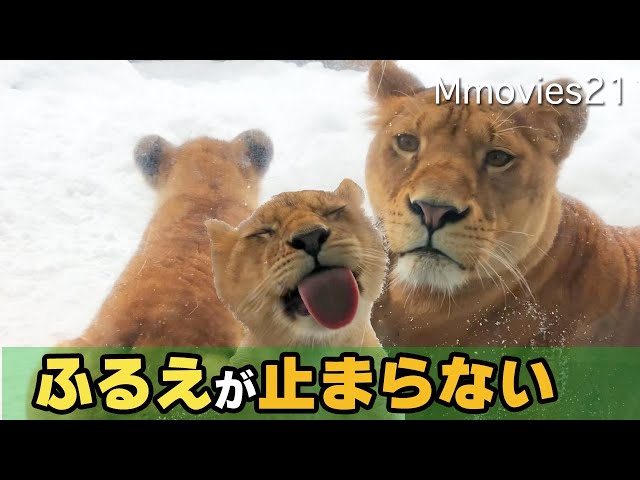 The lion cub punched the tiger next door, Cute roar,Asahiyama Zoo Lion Orito Family