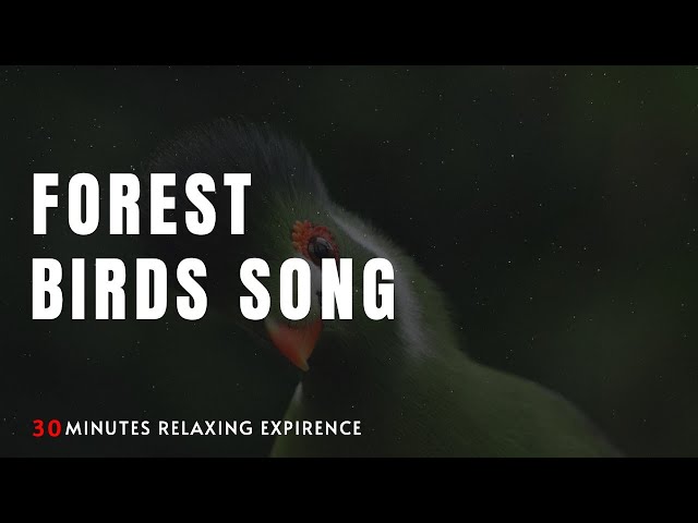 Forest birds song - Birds sound - Relaxing Sound - Birds chirping