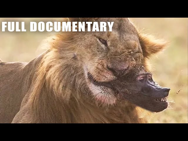 Creepy Moment When Baboon Becomes A Predator's Meal | Nature Animal Documentary