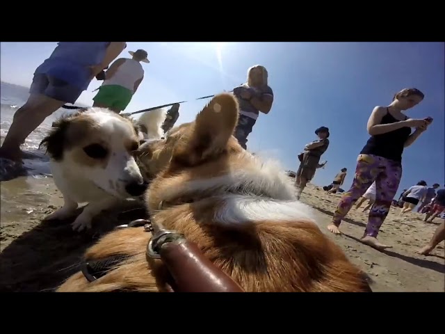 Welsh Corgi Pembroke | Topi The WelshCorgi | Lam nhi | Welsh Corgi Pembroke Charmant Part 69