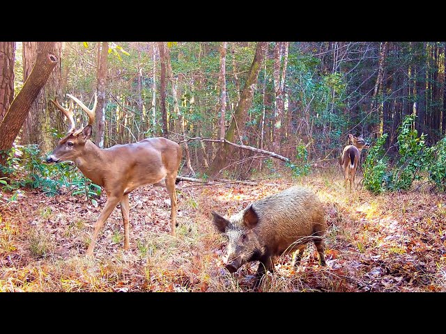 Alabama Wildlife Trail Camera Videos Winter 2022-2023 (Deer, Wild Boar, and More)