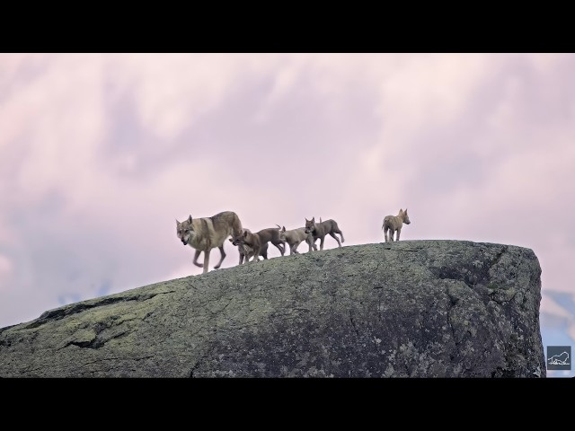 Alps, the last sanctuary in Europe