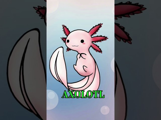 (121).AXOLOTL#animals #hewanunikdanmenarik