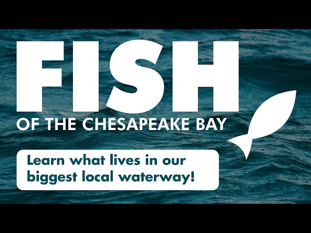 Fish of the Chesapeake Bay