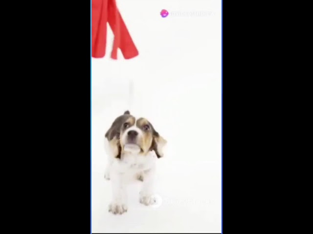 Cuddly Pups #vertical #livestream #shortsfeed #shortsbeta