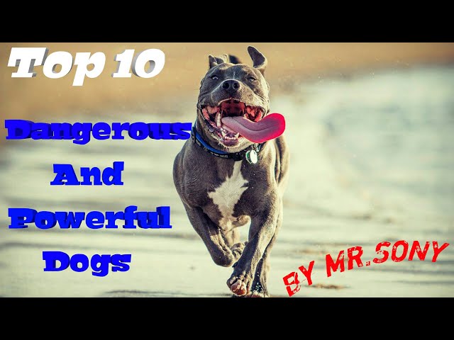 Most powerful and dangerous dogs in the world ( 2018) by MR.SONY