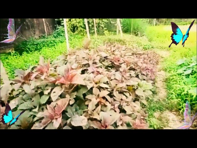 Beautiful Vegetable Garden In Bangladesh | Organic Vegetables