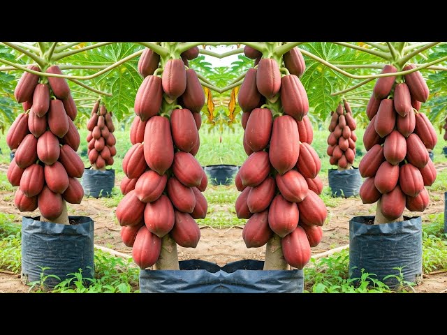 LIVE🔴🌿Best Soil, Water & Care Tips for a Healthy Papaya Tree #livestream #live