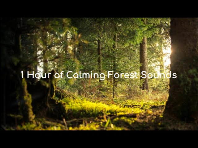 Relaxing Forest Nature Sounds | 1 Hour of Ambient Study, Meditation, and Relaxation