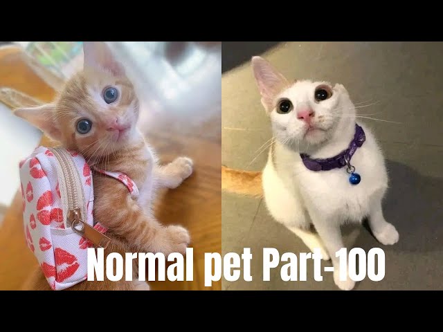 New Funny Cat And Dog Video 😁😆 It's Not As Difficult As You Think Normal pet Part-100