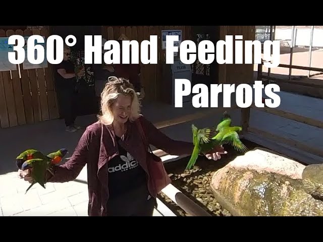 360 VR: Parrots attacking people to be hand fed.  Rainbow lorikeet is beautiful. Talk to the birds.