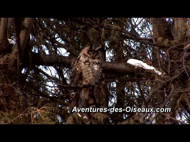 Hibou Moyen Duc / Long-Eared Owl / Serge Tonietto-Giguère