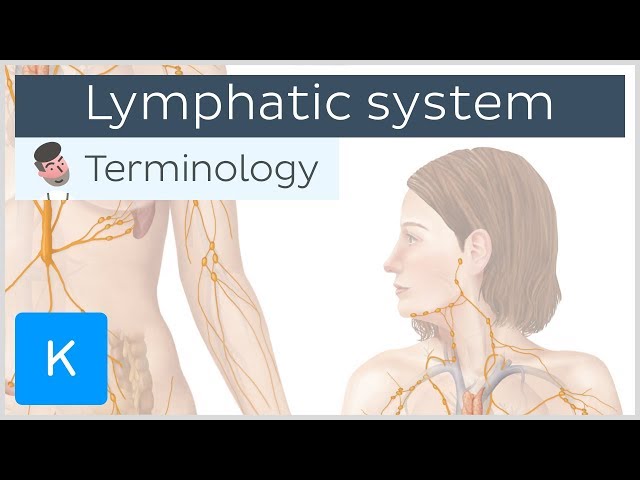 Lymphatic system - Anatomical terminology for healthcare professionals | Kenhub