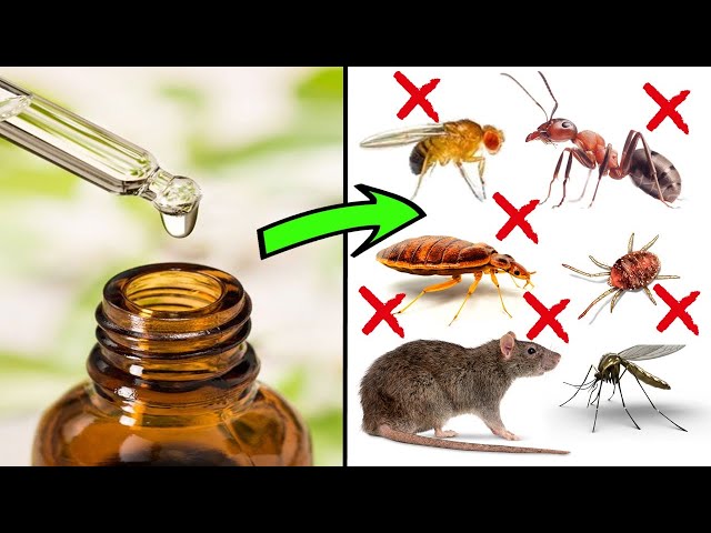 How to Deter Pests Using Essential Oils - ANTS, COCKROACHES, FLIES, MOSQUITOES, MITES, MICE & RATS