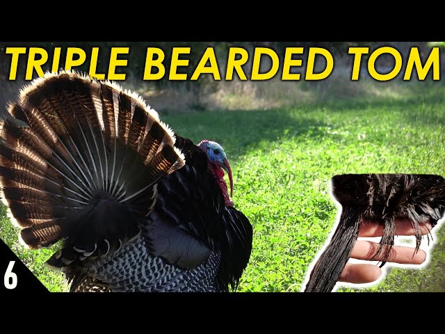 TRIPLE BEARDED TURKEY with a 28 GAUGE! | Nebraska Merriams Turkey Hunting 2020