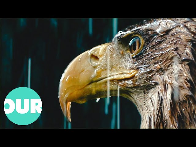 Extraordinary Animals - Episode 4 (4K Documentary) | Our World