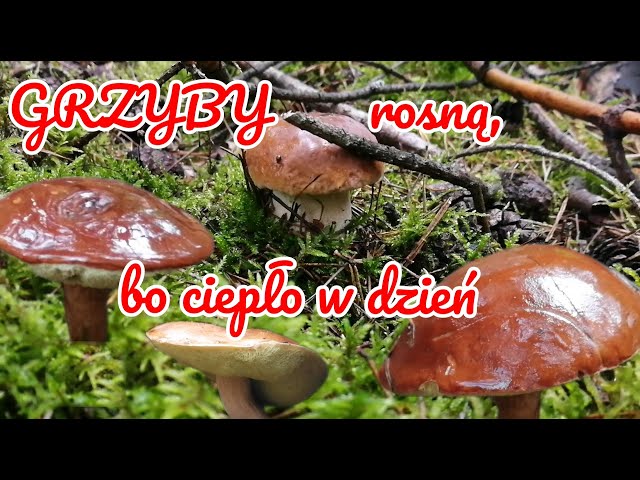 GRZYBY ROSNĄ, BO CIEPŁO W DZIEŃ - POV - Mushrooms are still growing because it's warm during the day