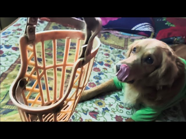 Muzzle নিয়ে Anna র দুষ্টুমি 👩‍👧🦮💕 | Anna playing with muzzle