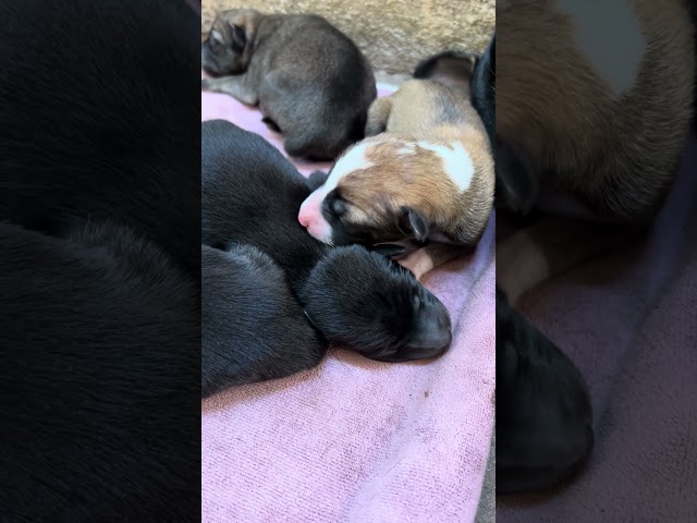 Congratulation! Abandoned dog and puppies ! No Mom!! #newborn #dog #cat