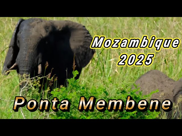 Southern Mozambique Wildlife Maputo National Park - Ponta Membene Lodge