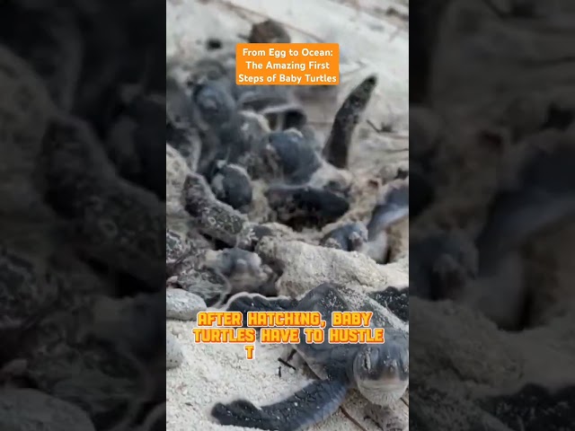 From Egg to Ocean: The Amazing First Steps of Baby Turtles #short #trending #world #viral #turtle