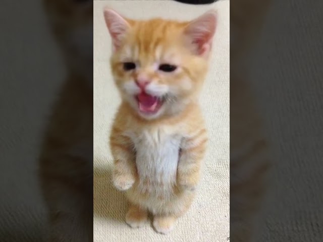 This Tiny Kitten Has The Most DRAMATIC Mood Swings Ever