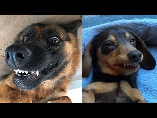 🐶 FUNNY Dogs Videos, Try Not To Laugh 😂 DOGS FUNNY MOMENTS