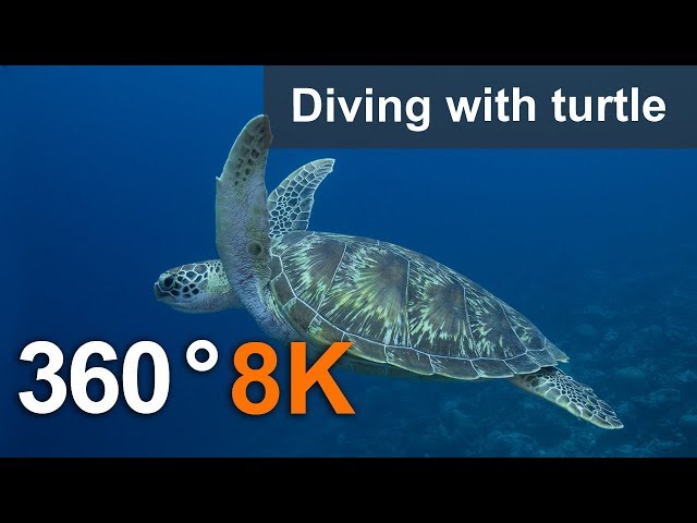 360°, Diving with turtle. 8K Underwater video