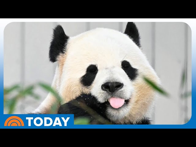 Giant panda bears make their long-awaited debut at National Zoo