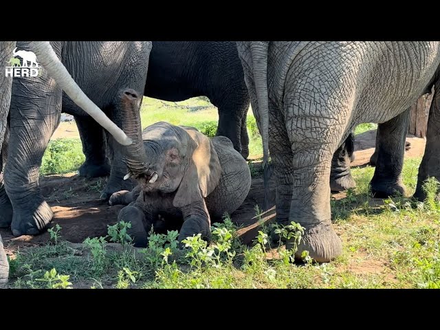 The Elephant Bulls Protect a Sleepy Khanyisa 🐘💚