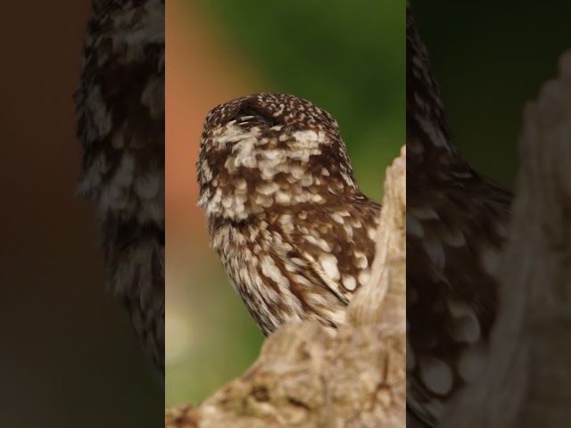 Owls Are Hiding This Secret… and It’s Mind-Blowing! 🦉😱