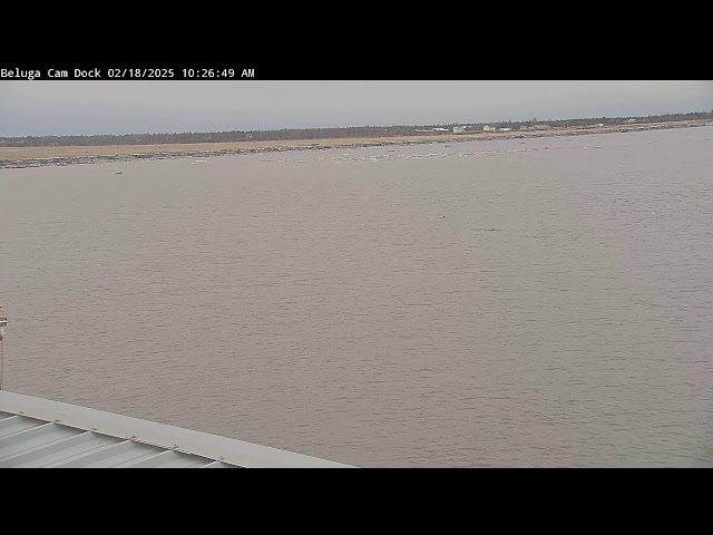 Kenai River Dock BelugaCam