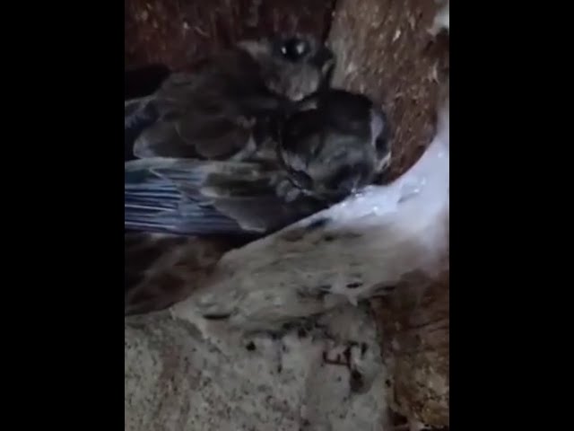 burung walet membuat sarang