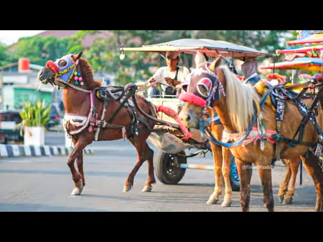 KUDA - NAIK KUDA - KUDA DELMAN - NAIK DELMAN ISTIMEWA - FINGER FAMILY SONG - LAGU MEDLEY POK AME AME