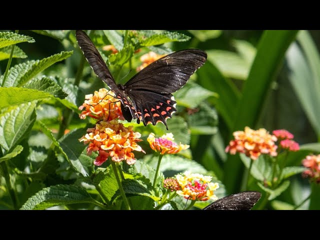 Happy 🎶 Peaceful Relaxing Instrumental Music Meditation Calm Music | Butterfly Garden" By Tim Janis