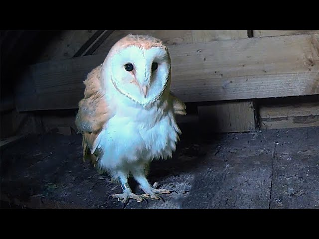 Barn Owl Gets Ready for Release | Rescued & Returned to the Wild | Robert E Fuller