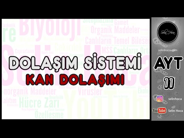 21) Dolaşım Sistemi - Küçük ve Büyük Kan Dolaşımı