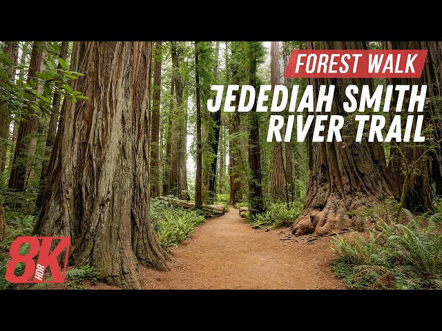 Amazing Treadmill Workout Scenery - 8K HDR Scenic Hike on Jedediah Smith River Trail + Nature Sound