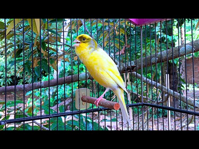 Yellow Canary Singing - The Best Canary Training Song