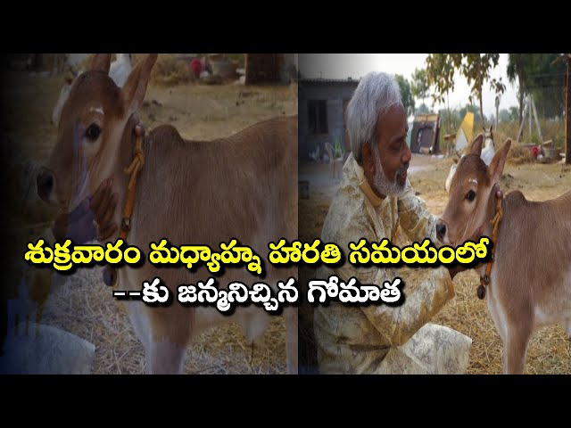 శుక్రవారం మధ్యాహ్న హారతి సమయంలో --కు జన్మనిచ్చిన గోమాత I Gomata I Goseva at Maansi Maha Sansthan