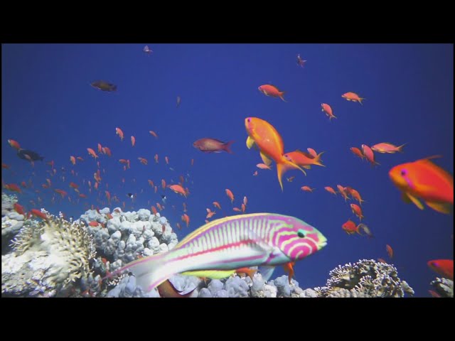 RELAXING CORAL REEF AQUARIUM COLLECTION WITH BEST RELAX MUSIC AND SLEEP MUSIC. #aquarium #coralreef