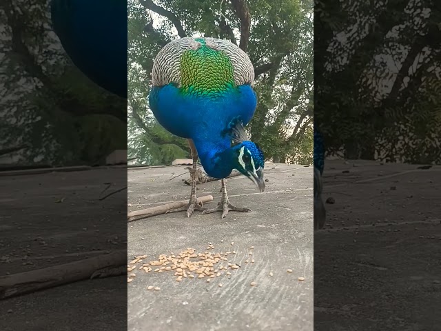 #peacock #shorts #youtubeshorts #comedy #viralvideo #viral #funny #shortsvideo #birds #trending #mor