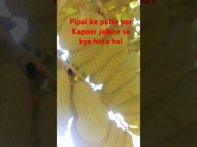 Pipal ke patte per Kapoor jalane se kya hota hai short video