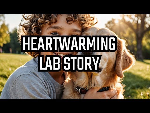 Heartwarming tale: Boy's best friend Lab