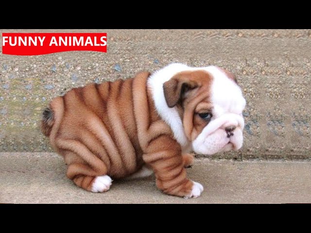 New Funny Videos 2023 😍 Cutest Cats and Dogs 🐱🐶 Part01 @FunnyAnimalshow