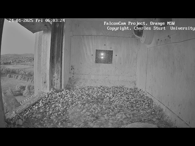 Box Camera - FalconCam Project LIVE