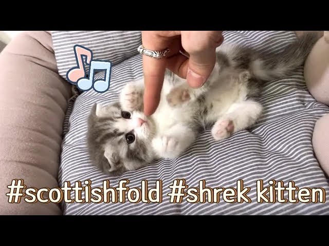 Kittens videos - Cutest Little scottish fold kittens playing~